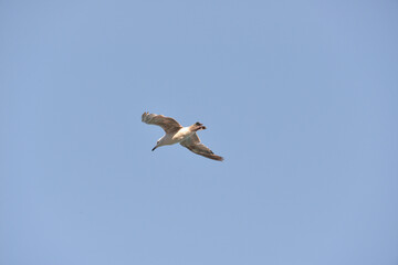 sea gull flies over the sea and the coast, hoping to see a tasty piece of food