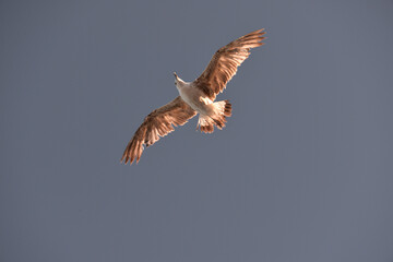 sea gull flies over the sea and the coast, hoping to see a tasty piece of food