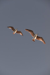 sea gull flies over the sea and the coast, hoping to see a tasty piece of food