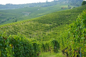 Grapes and vineyards