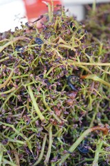 Groats after grape crushing