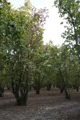 Field covered with hazelnuts