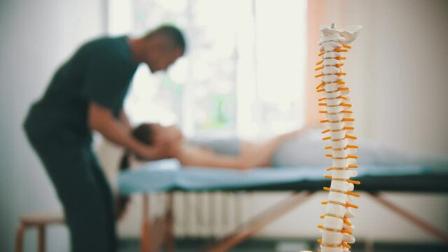Woman having an osteopathic treatment - a plastic sample of human spine on the foreground