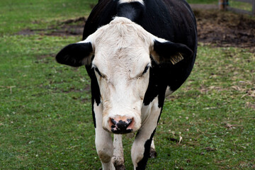Vache laiti&egrave;re