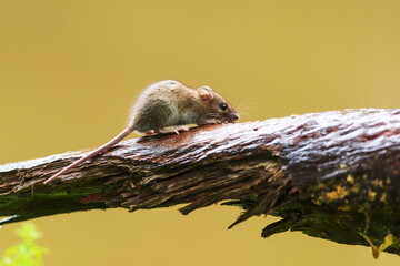 yellow-necked mouse (Apodemus flavicollis)