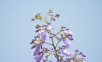 jacaranda