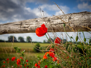 Obraz premium some red blossoming poppies stand by a wooden fence