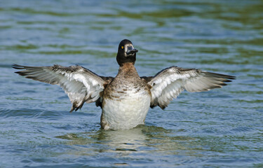 Bathing female Tufted Duck, The Netherlands