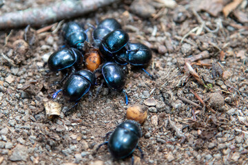 dung beetles on forest ground