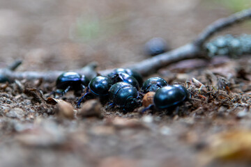 dung beetles on forest ground