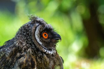 Portrait of a little eared owl on a background of green grass