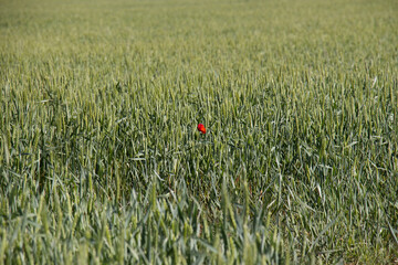 Beautiful red flower in the middle of a green field - Powered by Adobe