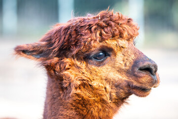 Alpaca (in german Alpaka) Vicugna pacos