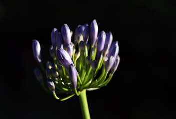 Fototapeta premium Schmucklilie Agapanthus