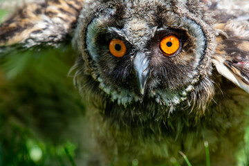 Portrait of a little eared owl on a background of green grass