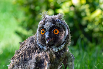 Portrait of a little eared owl on a background of green grass