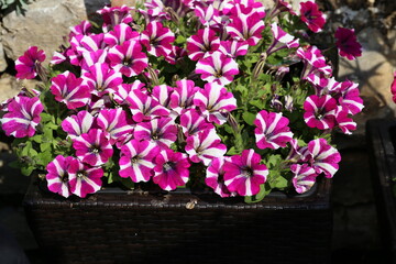 purple petunia flowers in the garden in Spring time
