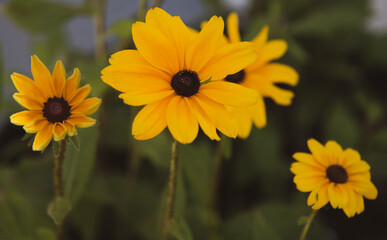 Yellow Flowers