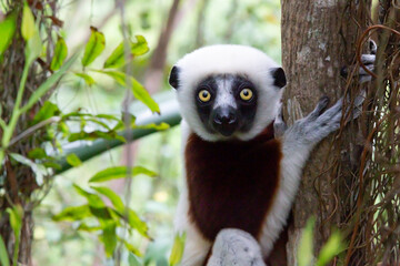 The portrait of a Sifaka lemur in the rainforest

