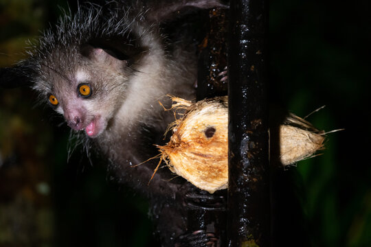 The rare, nocturnal aye-aye lemur with a coconut