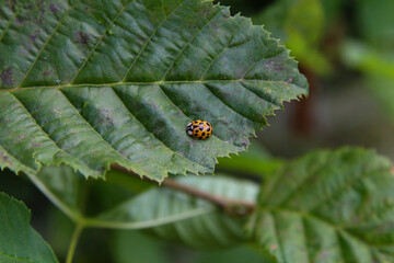 Ladybug on green leaf in a sunny day