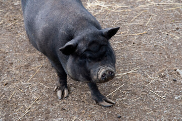 Cochon noir d'amérique