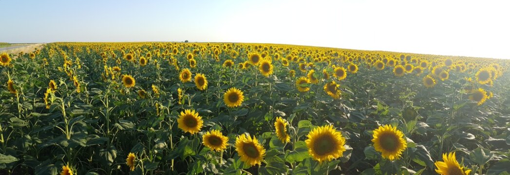 young sunflowers of thrace