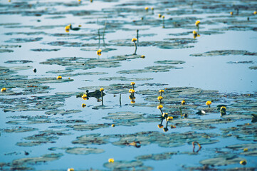 Jezioro zarośnięte kwitnącymi kaczeńcami  liliami wodnymi - obrazy, fototapety, plakaty