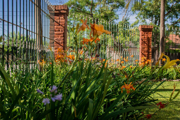 flowers in the garden