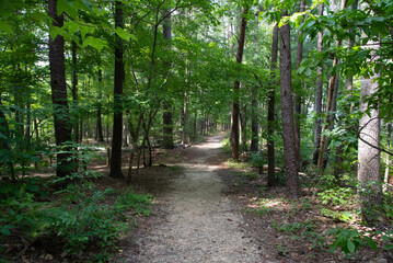 Trail in the Woods