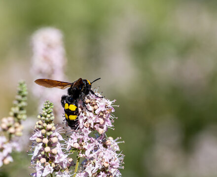 Huge female hornet (Scolia flavifrons), with its characteristic yellow spots, among lavender flowers