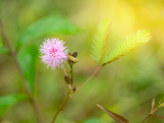 cloue up grass flower with green background for texture