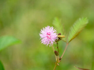 cloue up grass flower with green background for texture