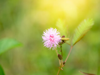 cloue up grass flower with green background for texture