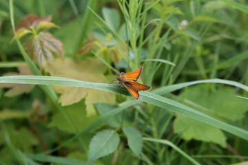 A close up view of a Large Skipper Butterfly