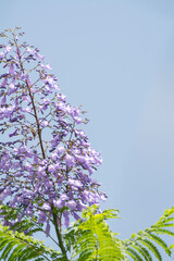 jacaranda