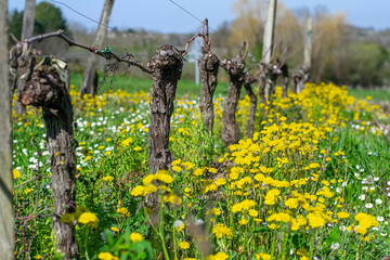 Spring vineyards growing amoung yellow flowers and green grass, Saint-Emilion, France - Powered by Adobe