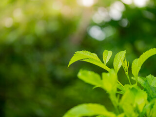Close up nature green leaves and bokeh background  with copy space. natural green plants landscape, ecology, fresh wallpaper concept.