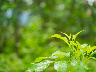 Close up nature green leaves and bokeh background  with copy space. natural green plants landscape, ecology, fresh wallpaper concept.
