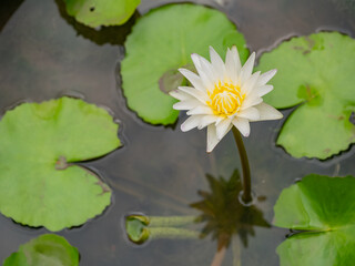 White Water Lily, Lotus flower blossom , close up..