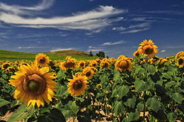 Sunflower field under the Castilian sun. Bureba region-Burgos province-Spain-10