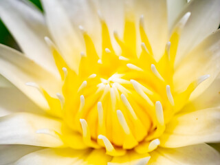 Obraz premium White Water Lily, Lotus flower blossom , close up..