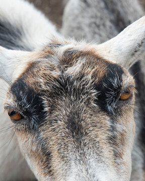 117 Best Bebe Chevre Images Stock Photos Vectors Adobe Stock 117 Best Bebe Chevre Images Stock Photos Vectors Adobe Stock