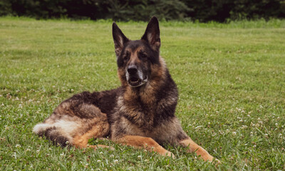 German Shepherd
