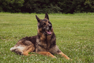 German Shepherd