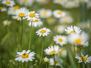 camomile