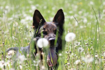 Deutscher Schäferhund Malinois Löwenzahn Pusteblumen Wiese hohes Gras Frühling reinrassig Hund...