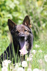 Deutscher Schäferhund Malinois Löwenzahn Pusteblumen Wiese hohes Gras Frühling reinrassig Hund Natur 
