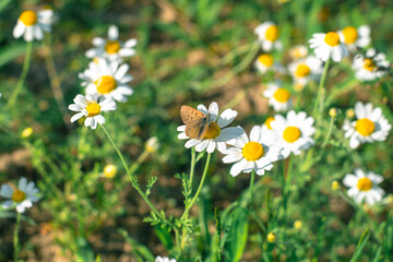 Little brown butterfly on a camomile. Wild daisies with a small brown butterfly