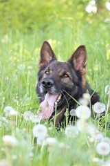 Deutscher Schäferhund Malinois Löwenzahn Pusteblumen Wiese hohes Gras Frühling reinrassig Hund Natur 